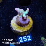 Acropora Microklados SSC (S)