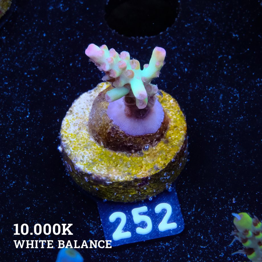 Acropora Microklados SSC (S)