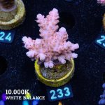 Acropora Rosaria