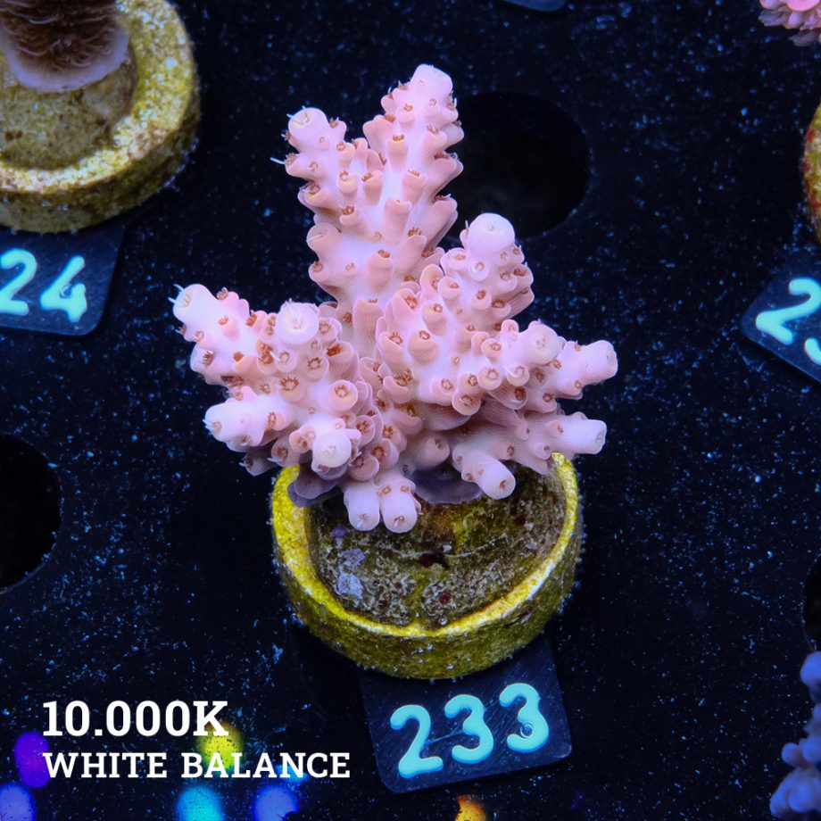 Acropora Rosaria
