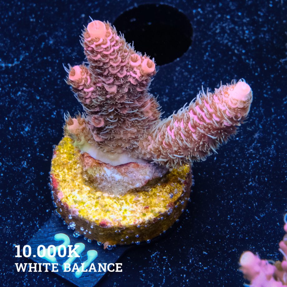 Acropora Millepora 'Rosa