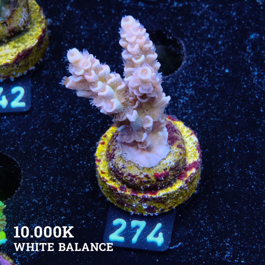 Acropora Tenuis 'Pastel' (Pastel)