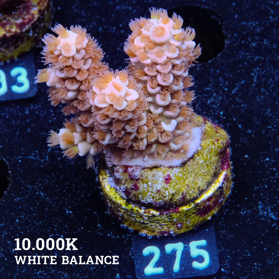 Acropora Tenuis 'Fuzzy Rainbow'
