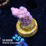 Acropora Tenuis 'Pink'