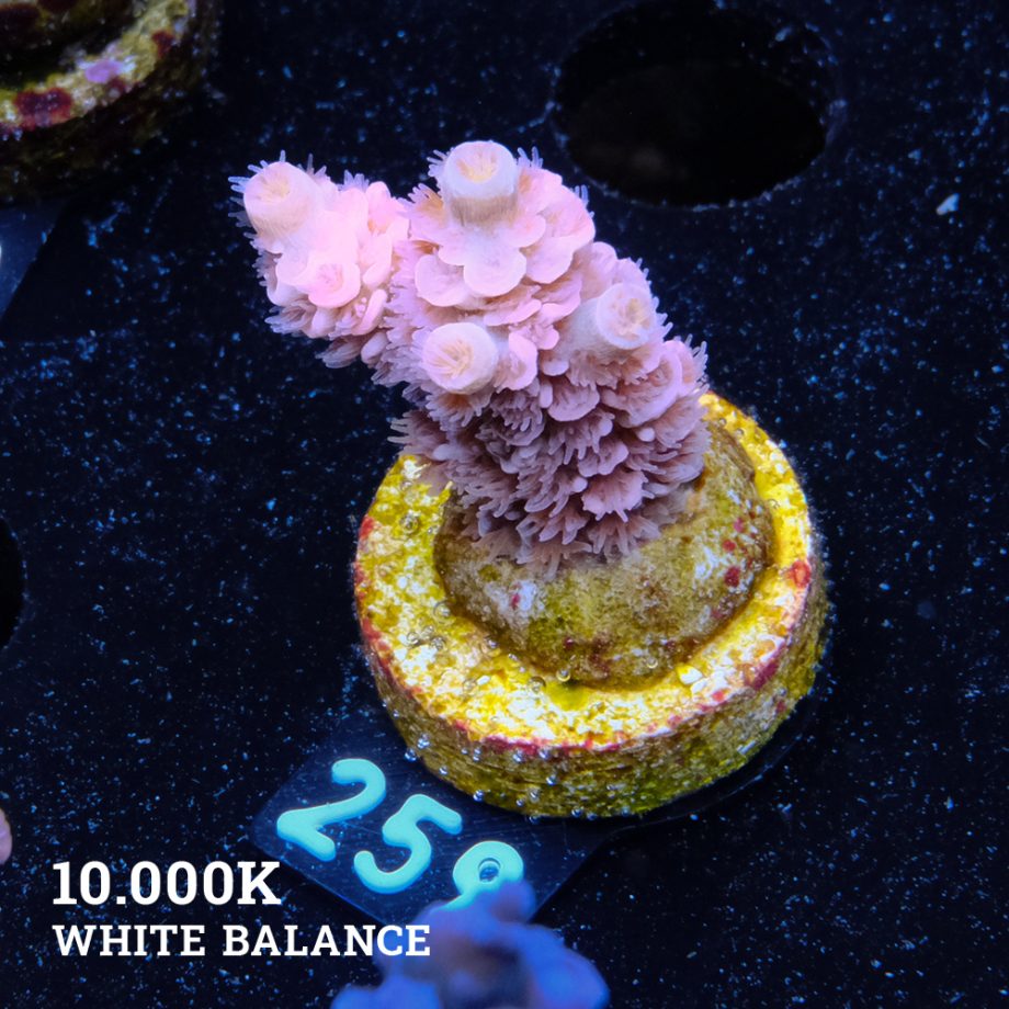Acropora Tenuis 'Pink'
