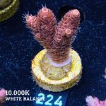 Acropora Millepora 'Pink'