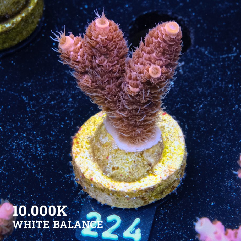 Acropora Millepora 'Pink'