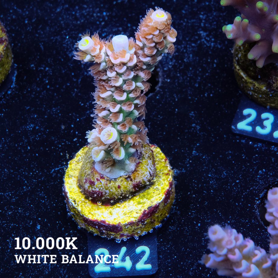 Acropora Tenuis 'Fuzzy Rainbow'