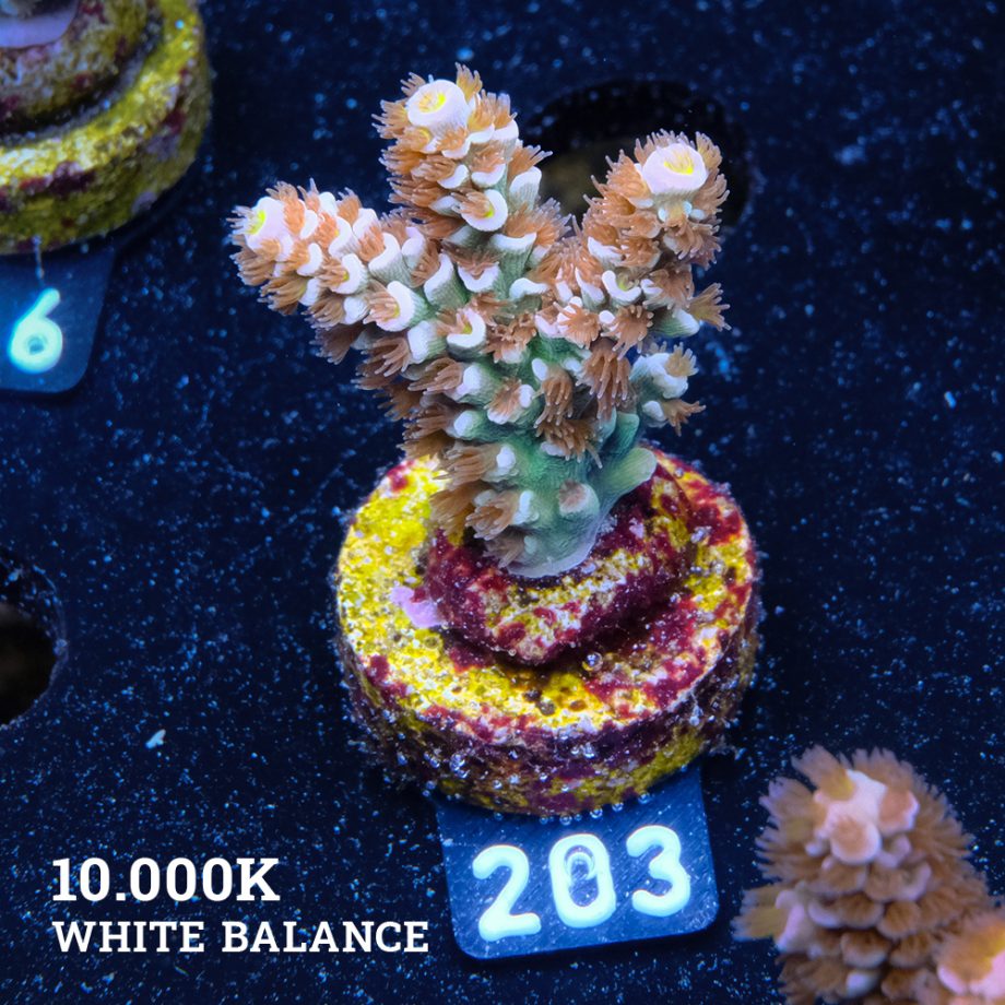 Acropora Tenuis 'Fuzzy Rainbow'