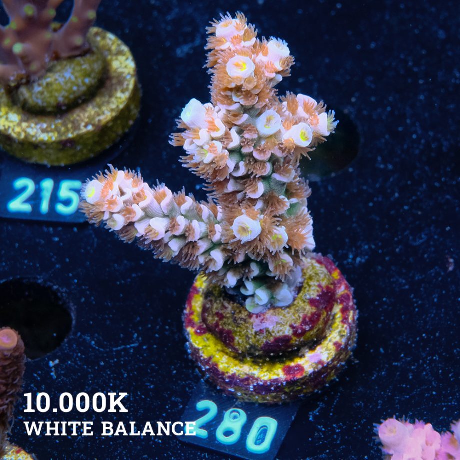 Acropora Tenuis 'Fuzzy Rainbow'