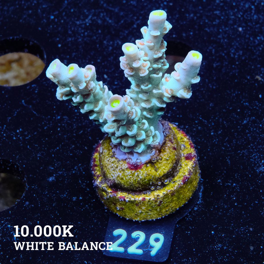 Acropora Tenuis 'Turquoise'