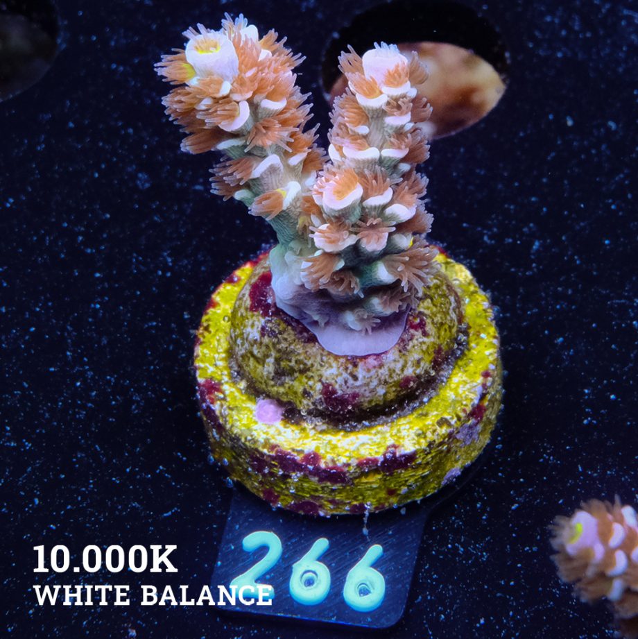 Acropora Tenuis ‘Fuzzy Rainbow’