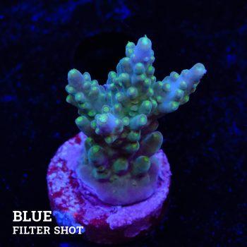 Acropora Valida