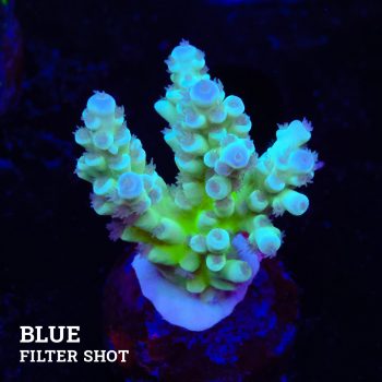 Acropora 'Fiji Blue Tips'