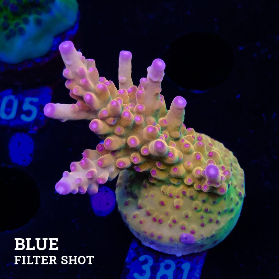 Acropora 'Bronce'