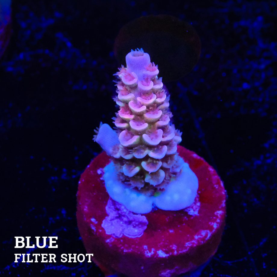 Acropora Tenuis 'Rosa