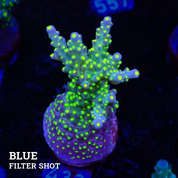 Acropora 'Tricolor