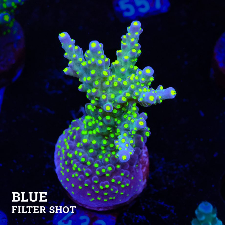 Acropora 'Tricolor