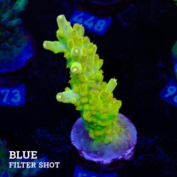 Acropora 'Greenish Jawdropper'