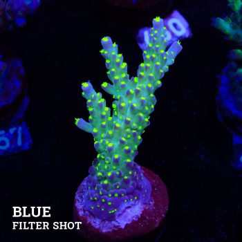 Acropora 'Tricolor