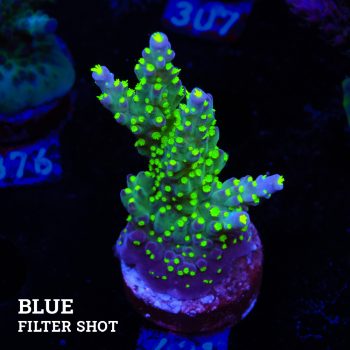 Acropora 'Tricolor