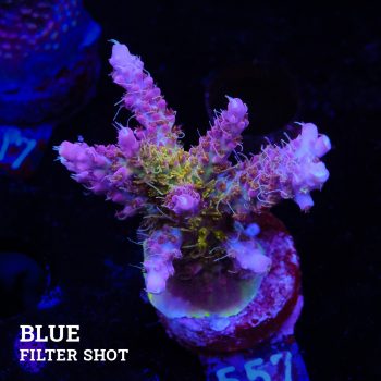 Acropora 'Confetti Morph'