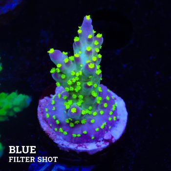 Acropora 'Tricolor