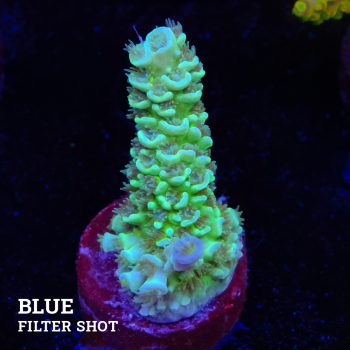 Acropora Tenuis 'Metallic Green'
