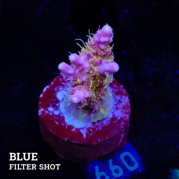 Acropora 'Confetti Morph'