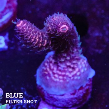 Acropora Millepora 'Púrpura