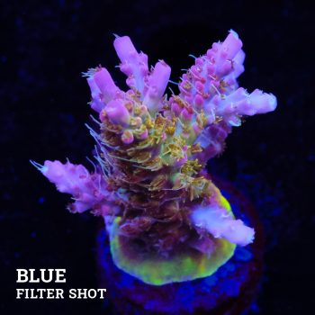 Acropora 'Confetti Morph'