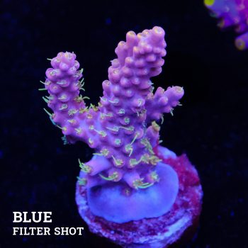 Acropora 'Purple & Yellow'