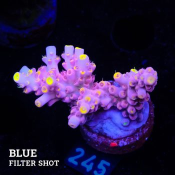 Acropora Rosaria 'Ultra'