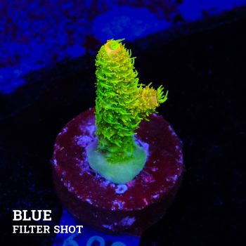Acropora Millepora 'Solar Flare' (Destello solar)