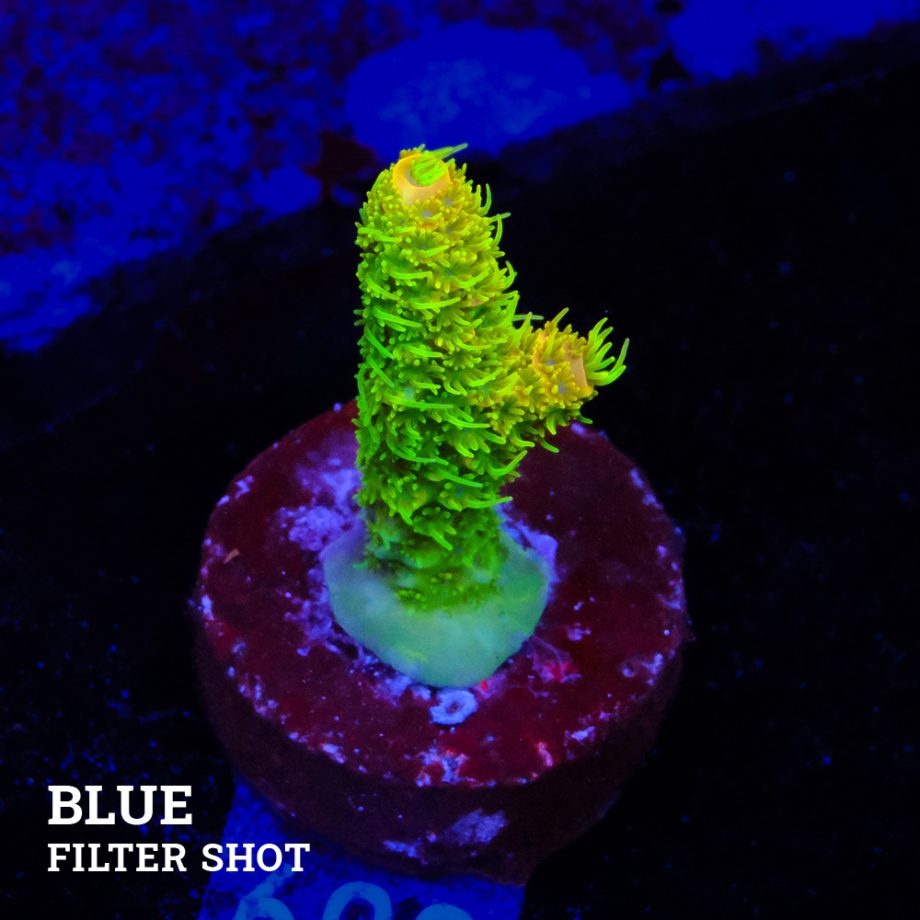 Acropora Millepora 'Solar Flare'