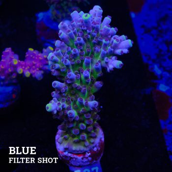 Acropora 'Cali Tort'