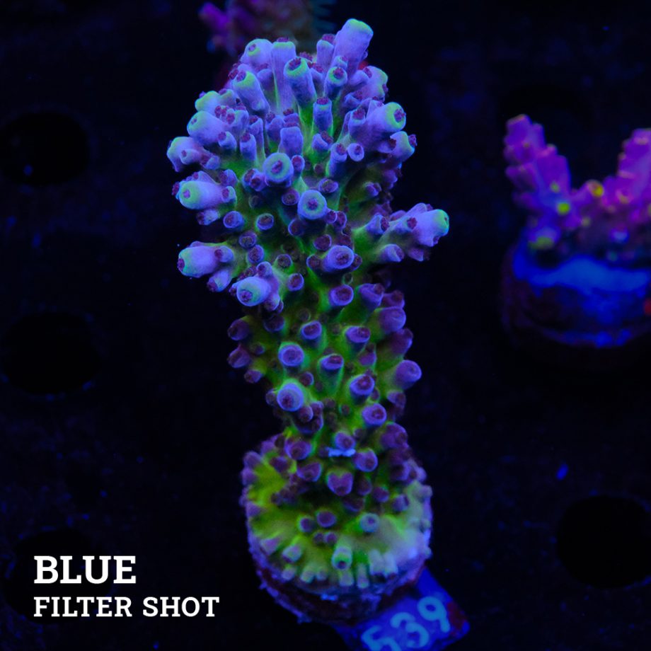 Acropora 'Cali Tort