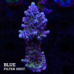 Acropora 'Cali Tort'