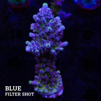 Acropora 'Cali Tort'