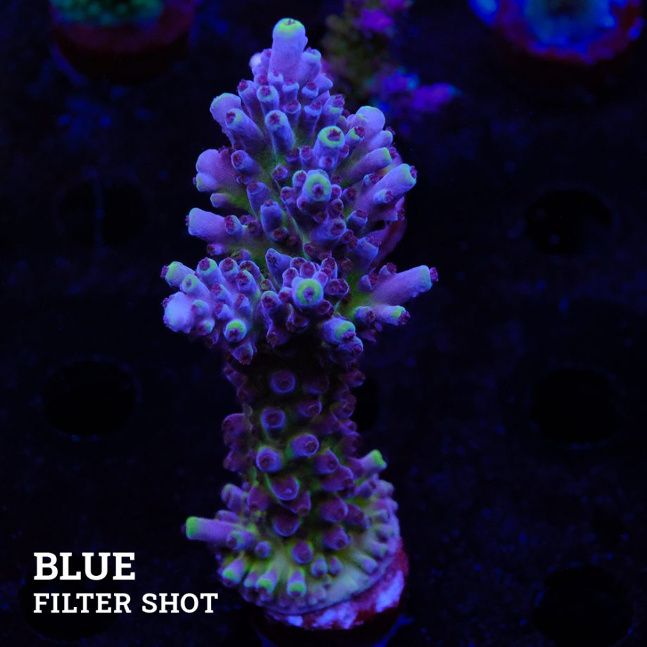 Acropora 'Cali Tort
