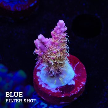 Acropora 'Confetti Morph'