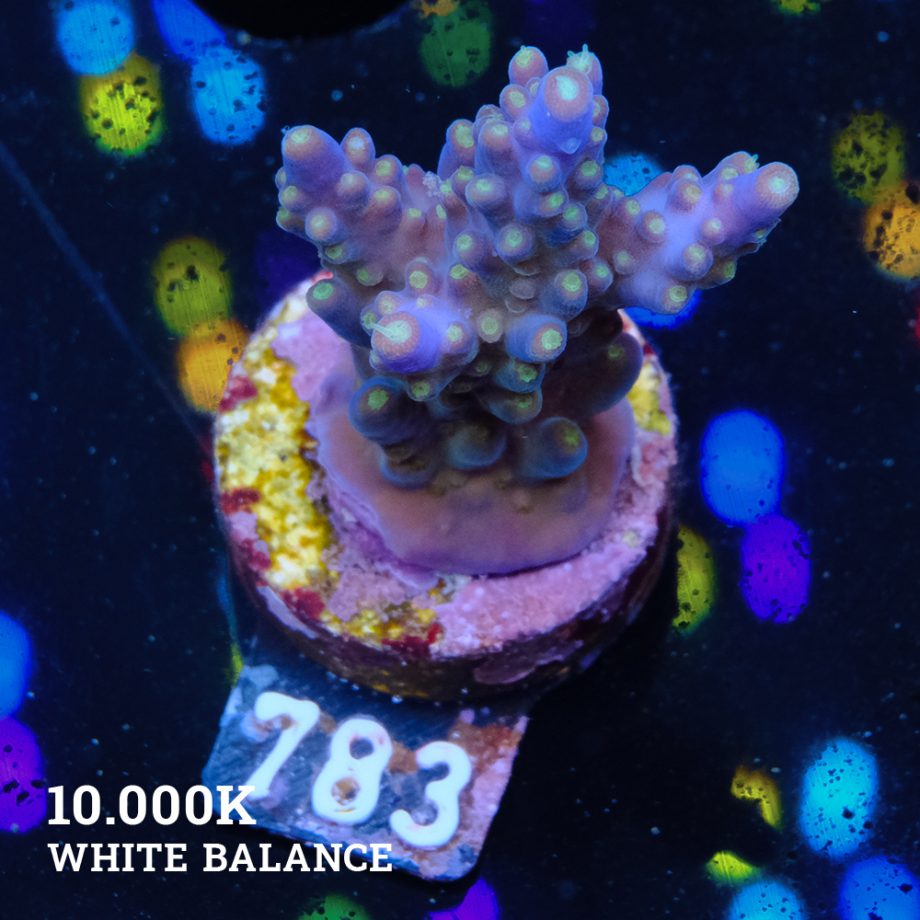 Acropora Valida