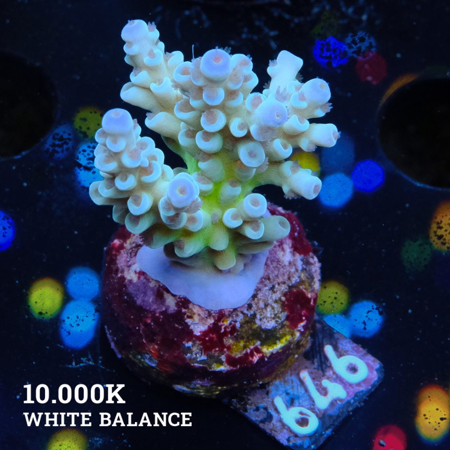 Acropora 'Fiji Blue Tips'