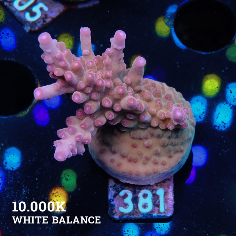 Acropora 'Bronce'
