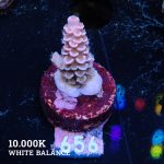 Acropora Tenuis 'Pink'