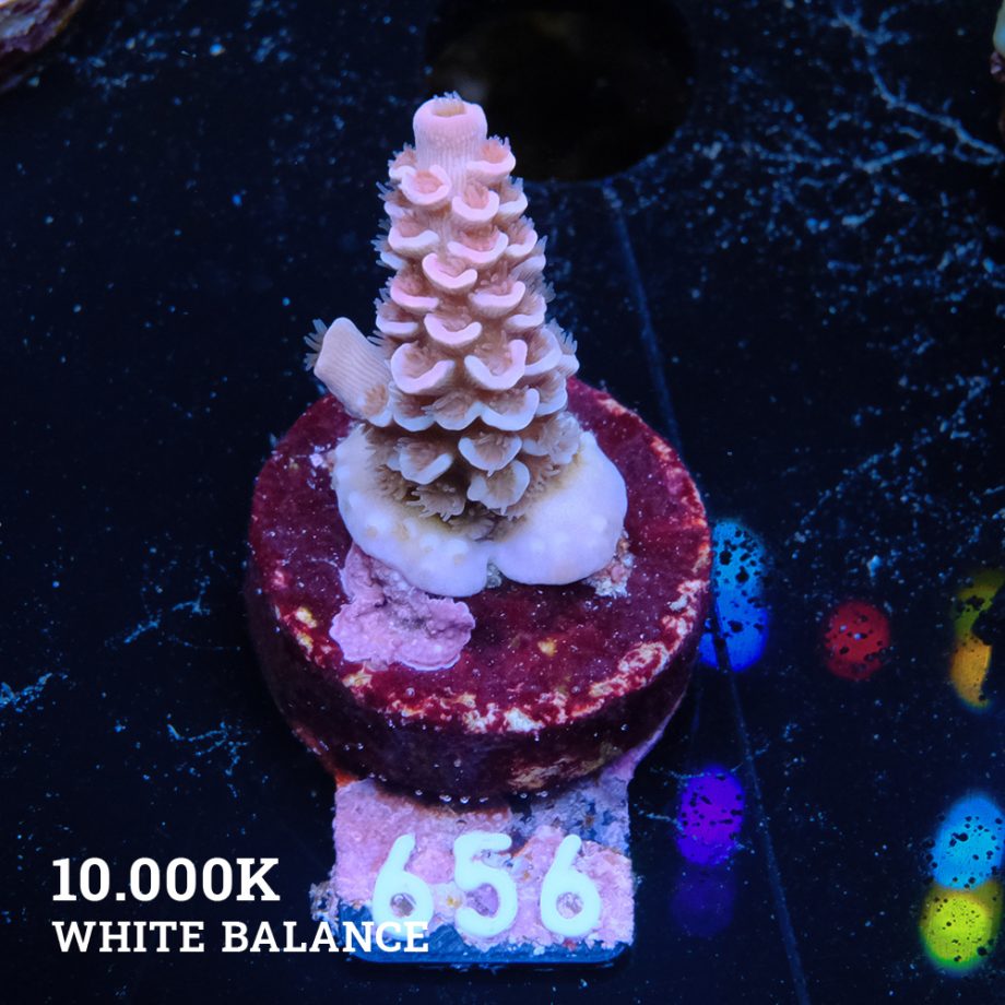 Acropora Tenuis 'Rosa