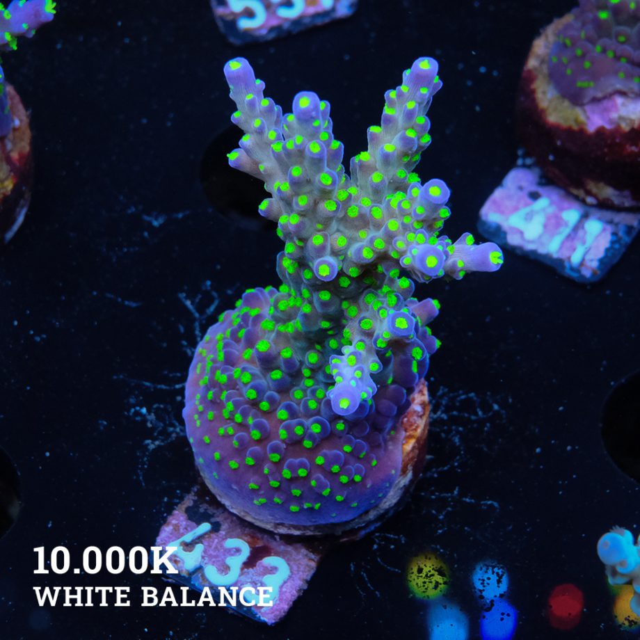 Acropora 'Tricolor