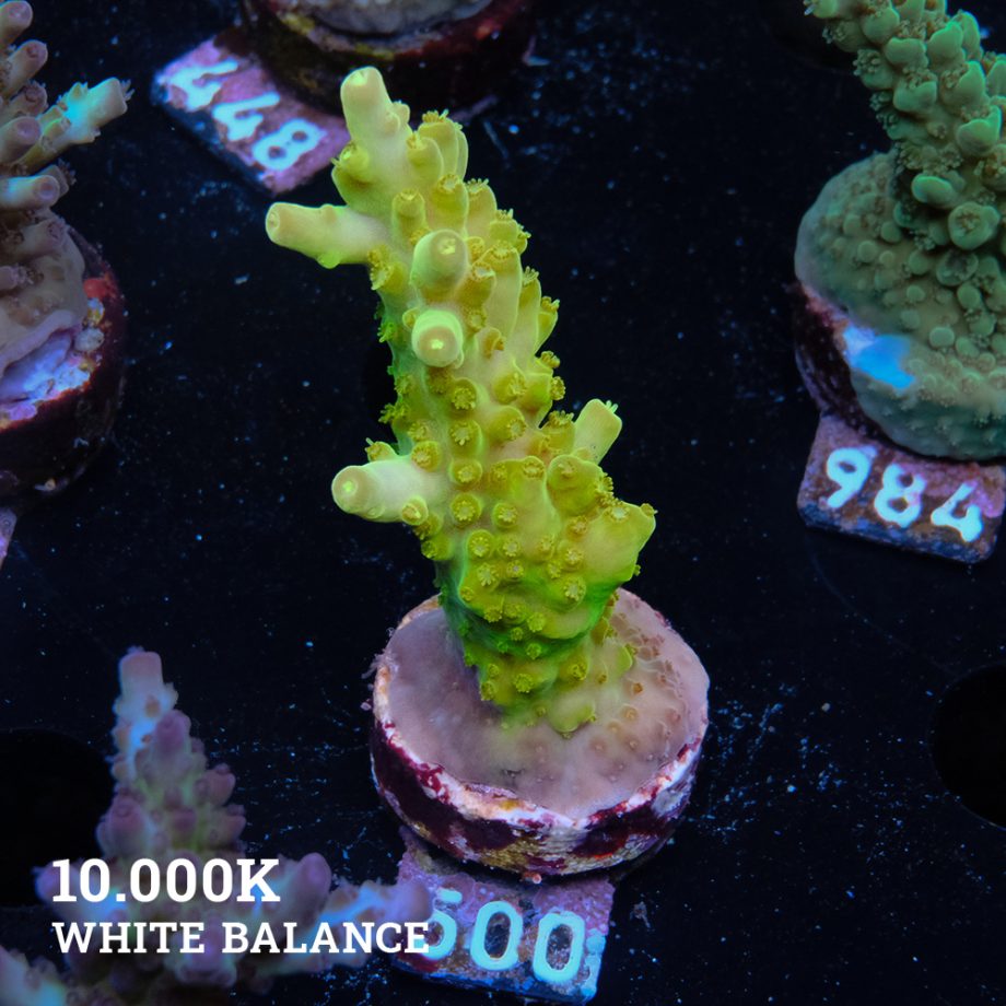 Acropora 'Greenish Jawdropper'