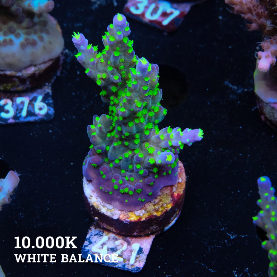 Acropora 'Tricolor'