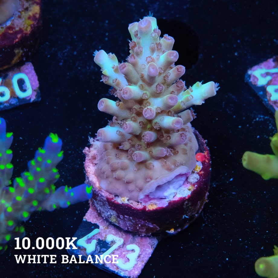 Acropora Aussi 'Greenish'